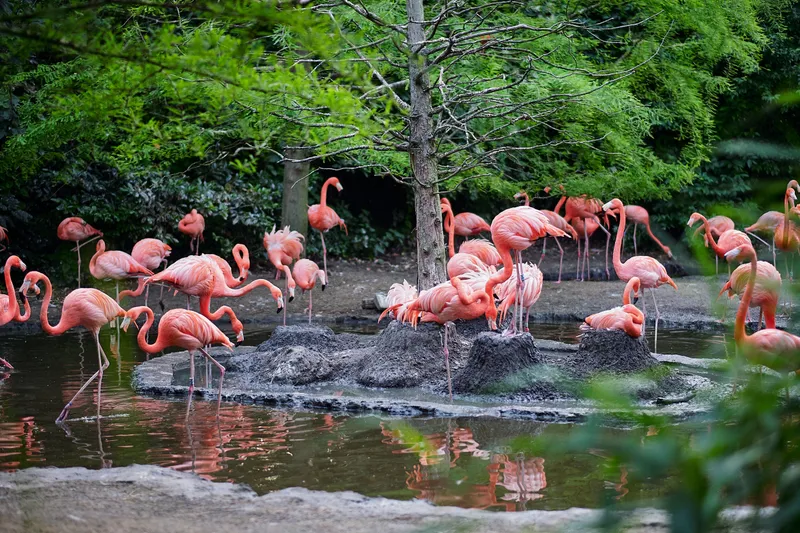 De roze flamingo’s in de vijver van Avifauna