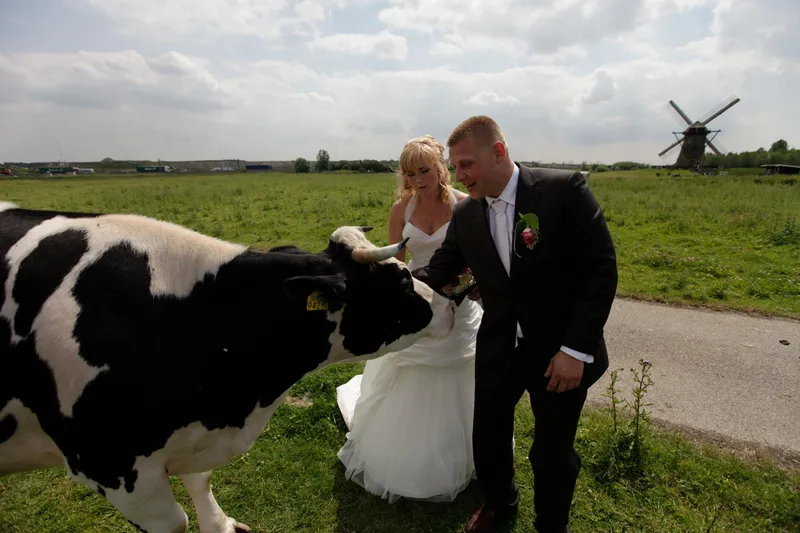 Alex en Evelyn met een koe, de molen in de verte