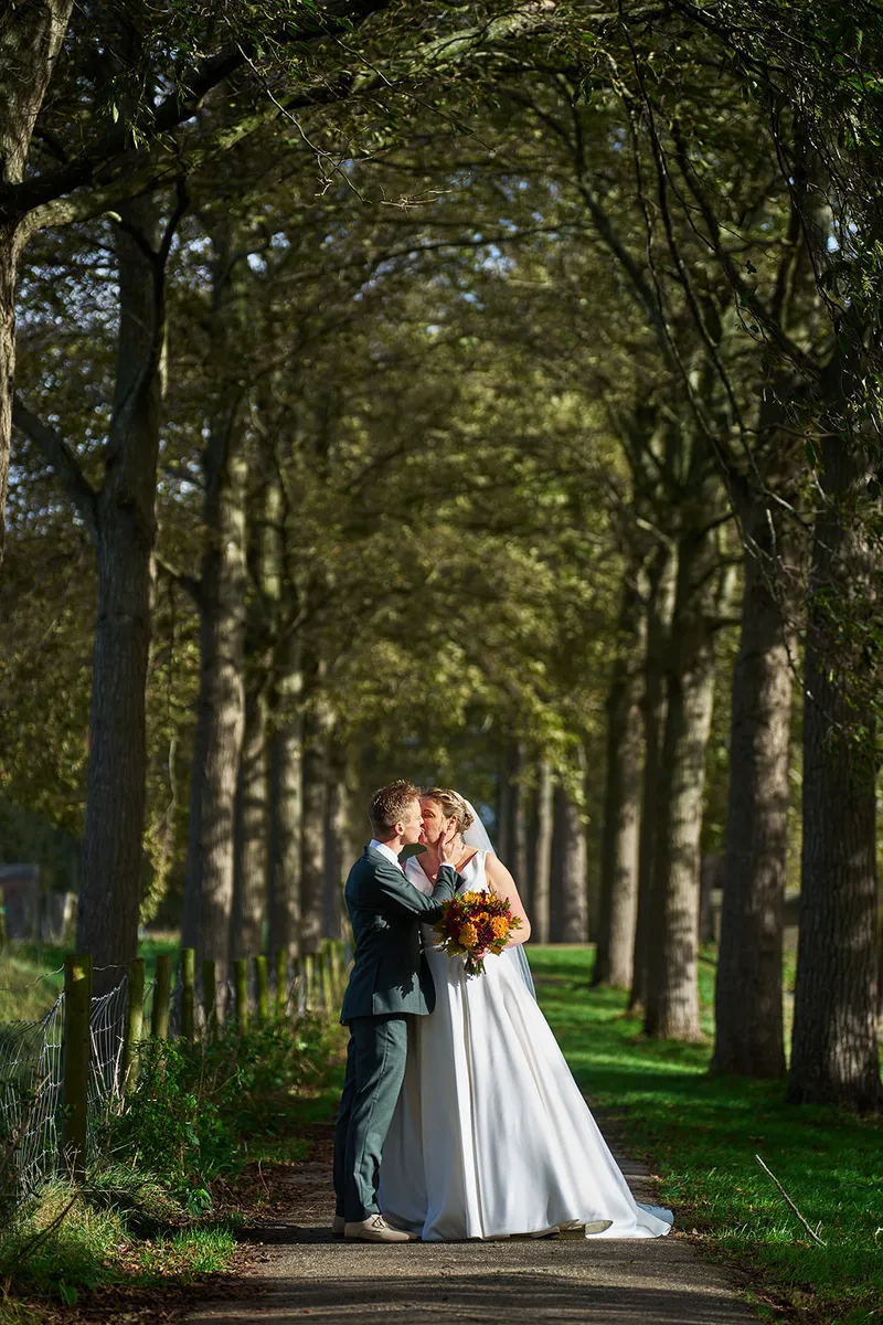 Kus in een laan met hoge bomen en herfstlicht