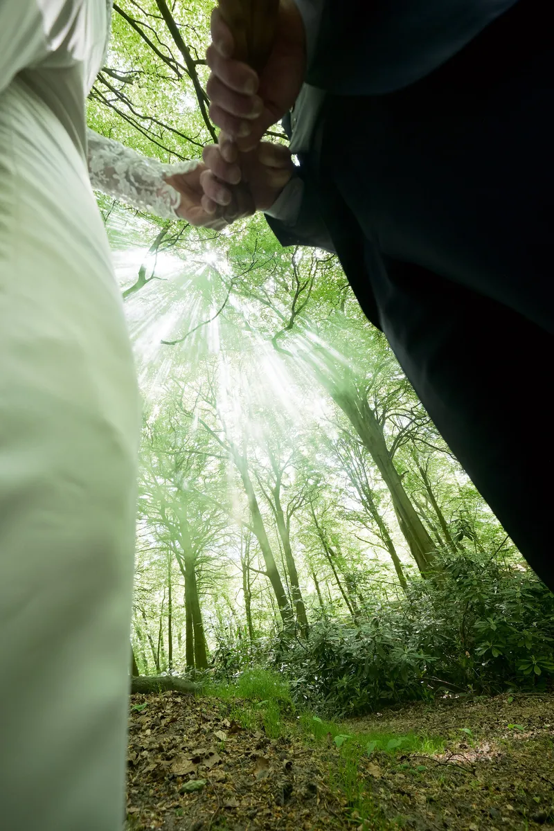 Het zonlicht valt door de bomen, gezien vanuit een lage hoek