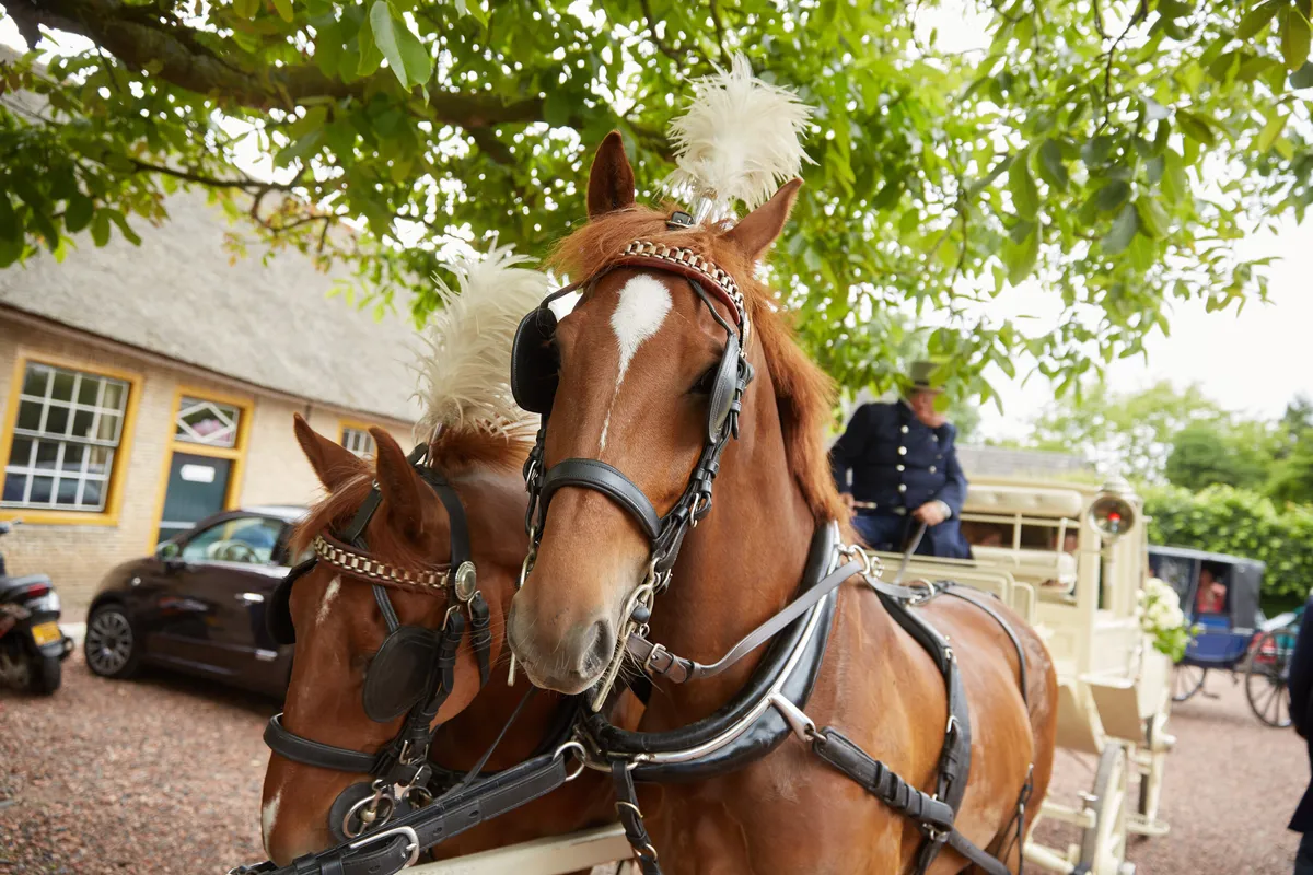 De paarden voor de koets bij de Lickebaertshoeve