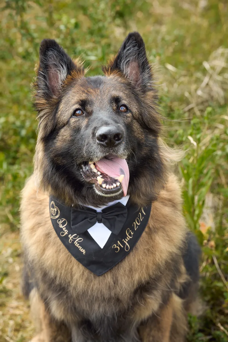 Close-up van de herdershond met de zwarte bandana ‘Dog of honor’