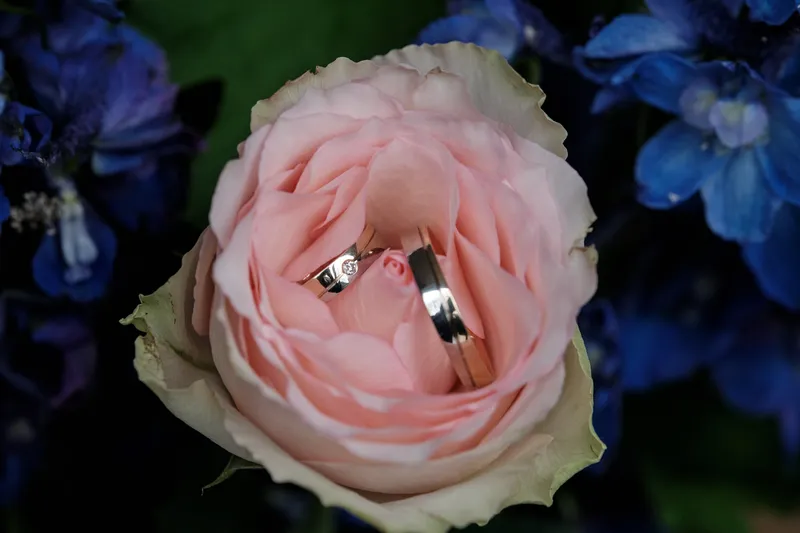 De ringen van Ilse en Robbert in een roze roos, met blauwe bloemen erachter