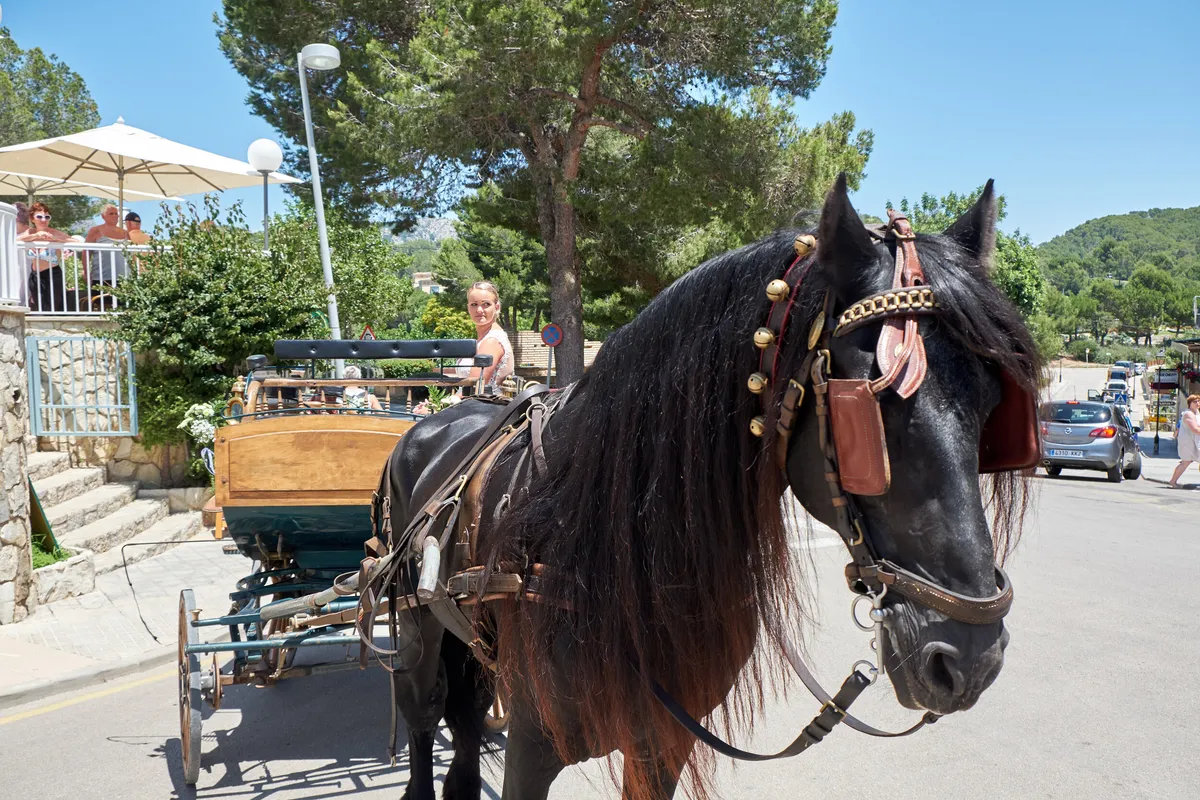 Het zwarte paard met de koets aan de boulevard